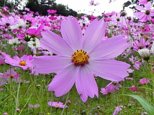 花露休閒農場(精油博物館)