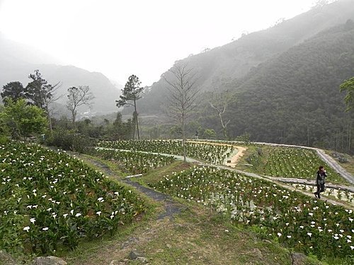 油羅溪森林之芋見幸福