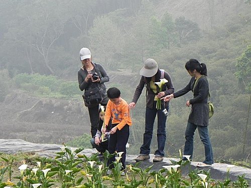 油羅溪森林之芋見幸福