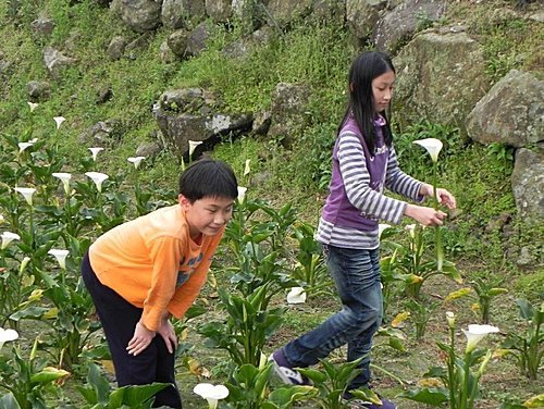 油羅溪森林之芋見幸福