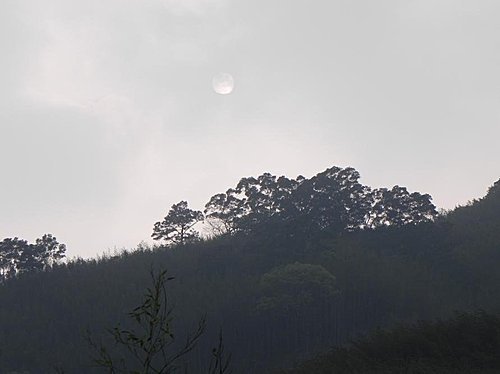 油羅溪森林之芋見幸福