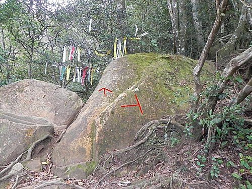 北得拉曼神木一遊