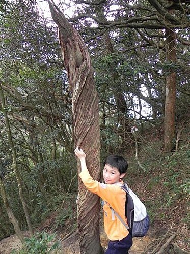 北得拉曼神木一遊