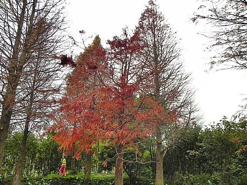 火紅的菁芳園