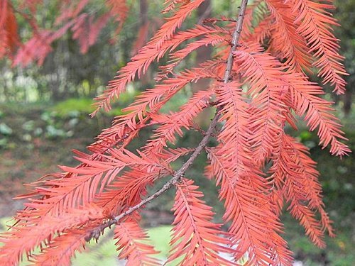 火紅的菁芳園