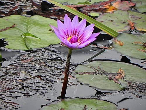 火紅的菁芳園