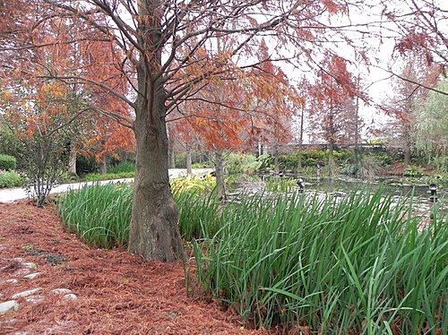 火紅的菁芳園