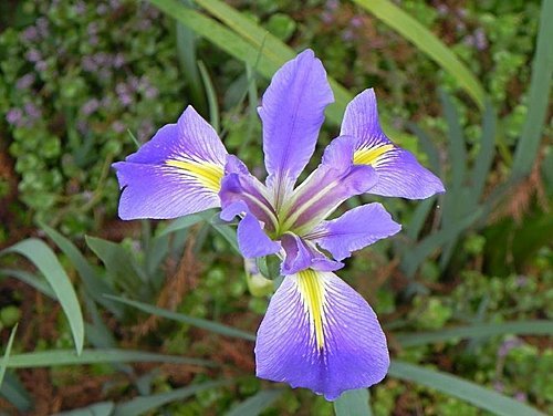 火紅的菁芳園