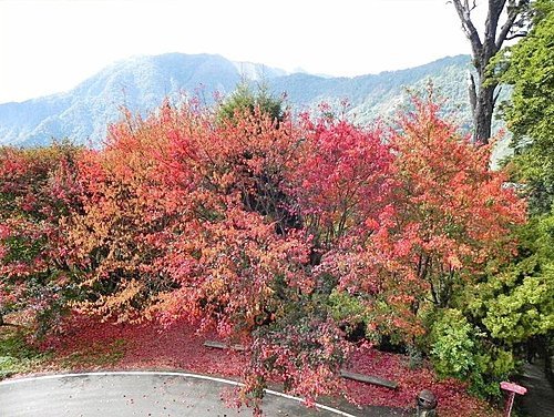 大雪山森林遊樂區賞楓