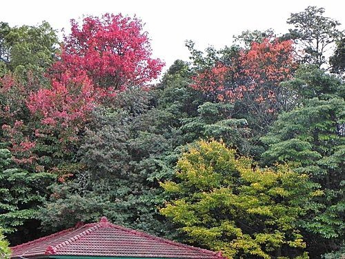 大雪山森林遊樂區賞楓