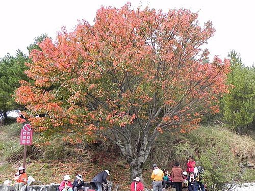 大雪山森林遊樂區賞楓