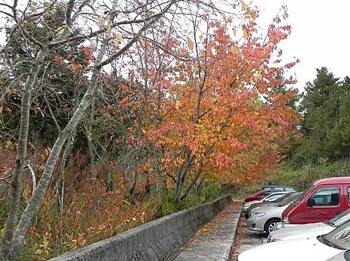 大雪山森林遊樂區賞楓