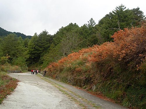 大雪山森林遊樂區賞楓