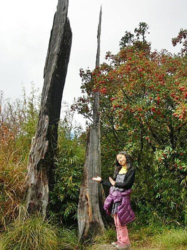 大雪山森林遊樂區賞楓