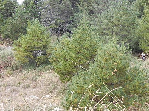 大雪山森林遊樂區賞楓