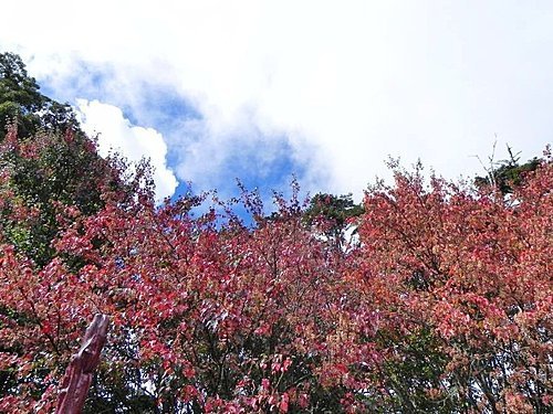 大雪山森林遊樂區賞楓