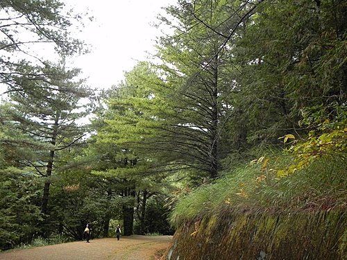 大雪山森林遊樂區賞楓