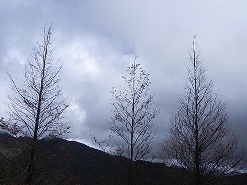 大雪山森林遊樂區賞楓