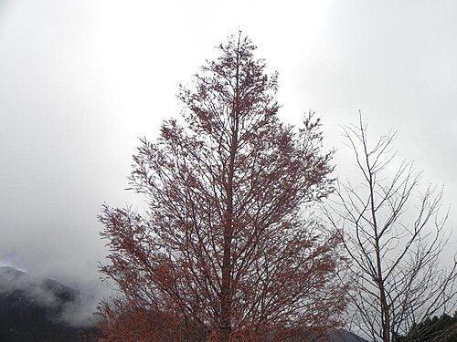 大雪山森林遊樂區賞楓