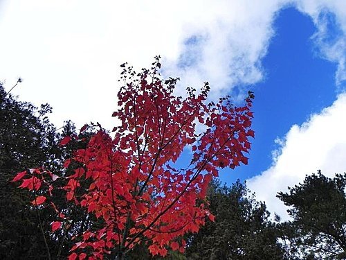 大雪山森林遊樂區賞楓