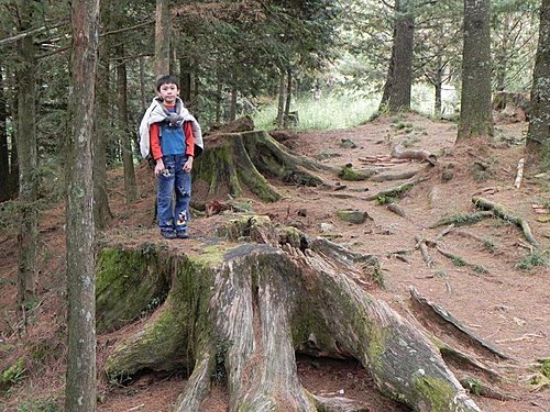 大雪山森林遊樂區賞楓