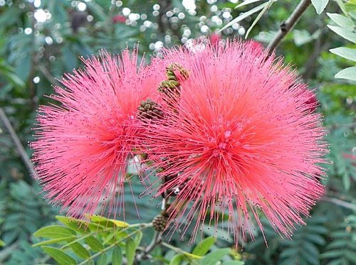 花露休閒農場(精油博物館)