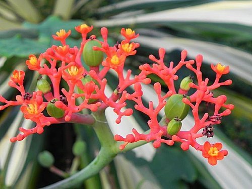 花露休閒農場(精油博物館)