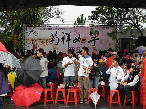 雨中的苗栗銅鑼杭菊芋頭節