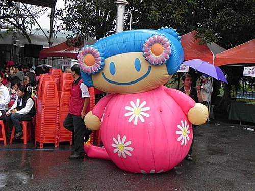 雨中的苗栗銅鑼杭菊芋頭節