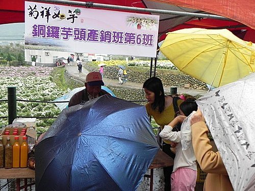 雨中的苗栗銅鑼杭菊芋頭節