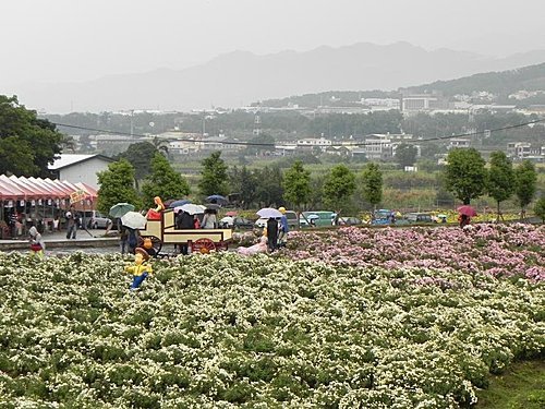 雨中的苗栗銅鑼杭菊芋頭節