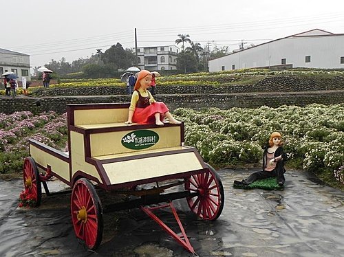 雨中的苗栗銅鑼杭菊芋頭節