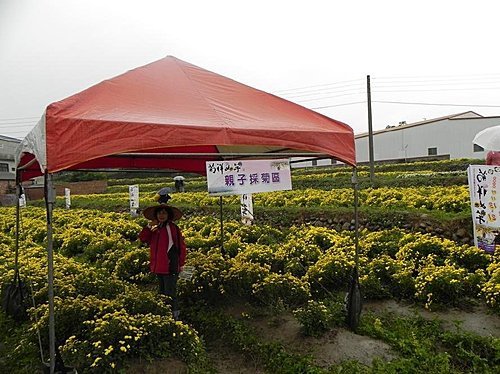 雨中的苗栗銅鑼杭菊芋頭節