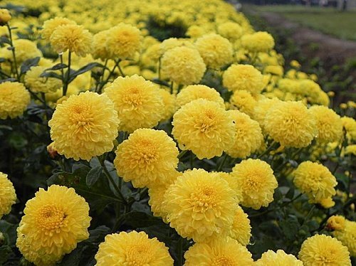 雨中的苗栗銅鑼杭菊芋頭節