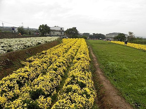 雨中的苗栗銅鑼杭菊芋頭節