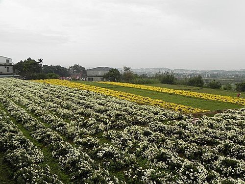 雨中的苗栗銅鑼杭菊芋頭節