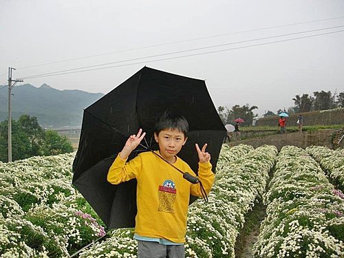 雨中的苗栗銅鑼杭菊芋頭節