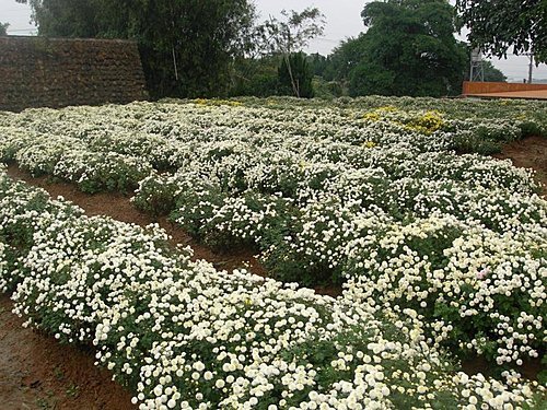 雨中的苗栗銅鑼杭菊芋頭節