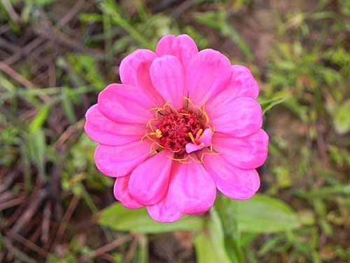 雨中的苗栗銅鑼杭菊芋頭節