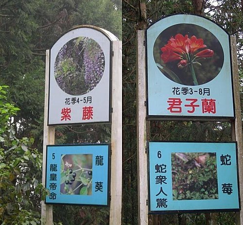 雲霧飄渺的南投武岫農園