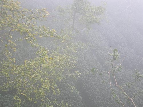 雲霧飄渺的南投武岫農園