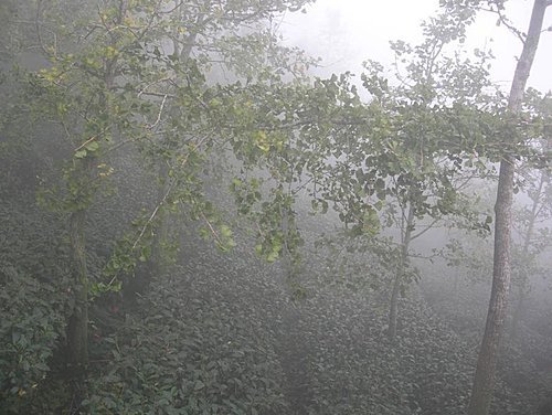 雲霧飄渺的南投武岫農園