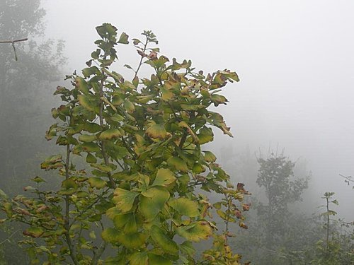 雲霧飄渺的南投武岫農園