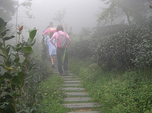 雲霧飄渺的南投武岫農園