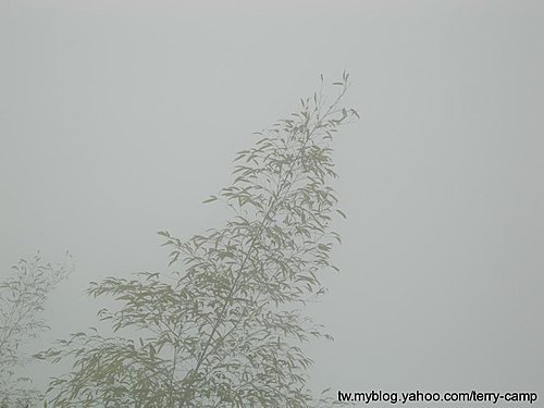 雲霧飄渺的南投武岫農園