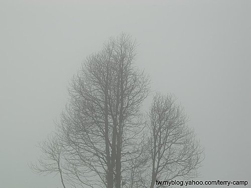 雲霧飄渺的南投武岫農園