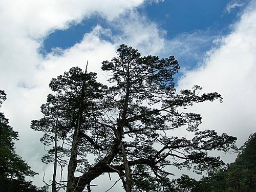 桃園拉拉山巨木群