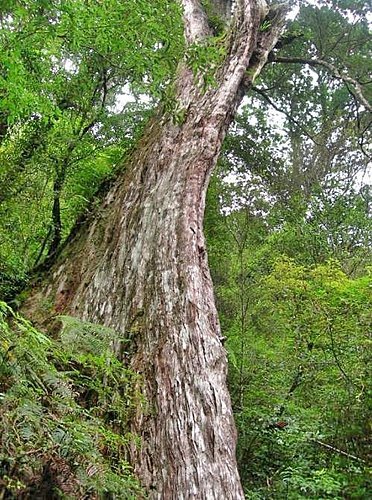 桃園拉拉山巨木群