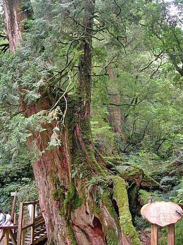 桃園拉拉山巨木群