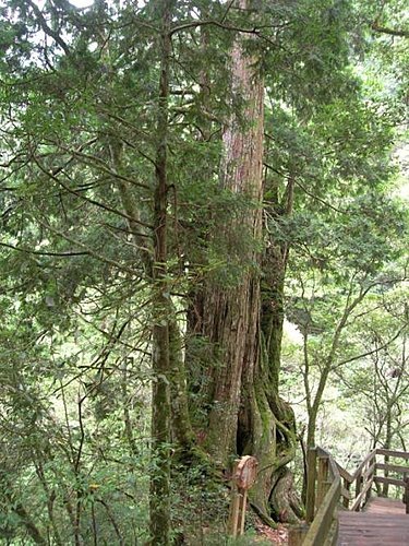 桃園拉拉山巨木群